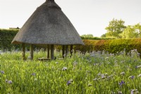 Thatched round house in the garden of Arundel Castle, West Sussex in May, surrounded by Phacelia tanacetifolia and Dutch iris