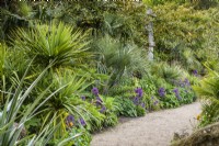 Butia capitata, the jelly palm, interspersed with purple alliums, echiums, hardy geraniums and Phlomis russeliana in the Collector Earl's Garden at Arundel Castle, West Sussex in May