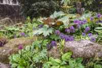Rheum palmatum amongst purple alliums, ferns, Phlomis russeliana and bergenia in the Collector Earl's Garden at Arundel Castle, West Sussex in May