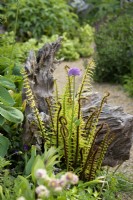 Dryopteris wallichiana and alliums in the Stumpery at Arundel Castle, West Sussex in May