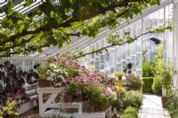 Display of pelargoniums in the glasshouse at Arundel Castle, West Sussex in May