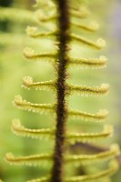 Dryopteris wallichiana, alpine wood fern, in May