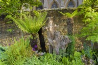 The Stumpery at Arundel Castle in May where sculptural tree stumps are surrounded by lush planting including tree ferns, alliums and liquidambars.