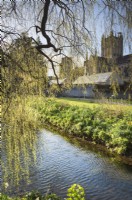 Weeping willow over the moat at the Bishop's Palace, Wells in March