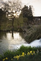 The moat at Bishop's Palace, Wells in March with a weeping willow curtaining the bridge and banks of daffodils.