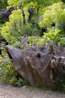 The Stumpery at Arundel Castle in May where sculptural tree stumps are surrounded by lush planting including euphorbias.