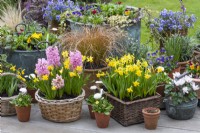 A spring container display of baskets, copper kettles and terracotta pots planted with annual violas, bellis daisies, pink Hyacinth 'Fondant, sedge and golden Narcissus 'Tete-a-Tete'.
