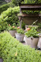 Galvanised buckets planted with pale orange pelargoniums on a box-edged terrace in a cottage garden in June.