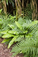 Asplenium scolopendrium and other ferns below bamboo in June