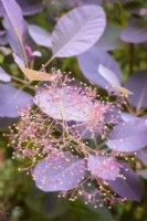 Cotinus coggygria 'Royal Purple' in June