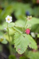 Fragaria vesca, wild strawberry in June