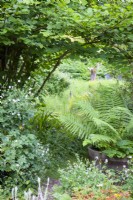 Path into the more naturalistic areas of the garden passes a large fern in a half barrel and hardy geraniums in a cottage garden in June