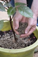 Gardener putting wool pellets around a dahlia plant in a pot
