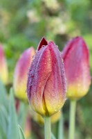 Tulipa - Tulip 'Amber glow' with raindrops