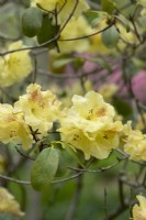 Rhododendron 'Golden wit'