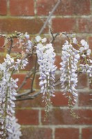 Wisteria floribunda 'Strella' - Japanese wisteria