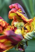 Tulipa 'Rasta parrot' - Tulip 