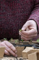 Brassica oleracea 'Dwarf Green Curled' - Gardener potting up dwarf green kale seedlings
