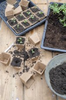 Brassica oleracea 'Dwarf Green Curled' - Pricking out and potting up dwarf green kale seedlings