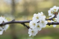Prunus domestica 'Bonne de Bry' - Plum tree blossom