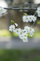 Prunus domestica 'Bonne de Bry' - Plum tree blossom
