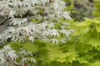 Acer palmatum 'Olivia' - White Japanese maple foliage