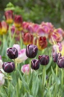 Tulipa 'Arabian mystery' - Tulip 