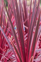 Cordyline australis 'Pink star' - Cabbage palm 