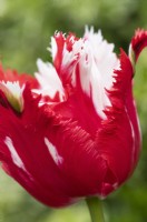 Tulipa 'Estella Rynveld' - Tulip 