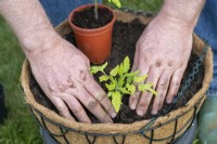Solanum lycopersicum - Gardener planting young Tomato 'Maskotka' plants into a hanging basket