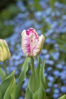 Tulipa 'Parrot Pink Vision' - Tulip