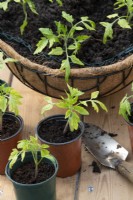 Solanum lycopersicum - Young tomato 'Maskotka' plants