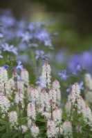 Tiarella 'Spring symphony' and Phlox divaricata 'Clouds of perfume' - Foam flower 'Spring Symphony' and Sweet william 'Clouds of perfume'