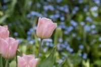 Tulipa 'Apricot beauty' - Tulip