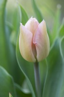 Tulipa 'Apricot beauty' - Tulip 