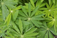 Lupinus - Lupin leaves after the rain