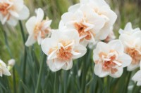 Narcissus 'Delnashaugh' - Daffodil 'Delnashaugh'