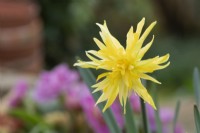 Narcissus 'Rip van winkle' - Daffodil 