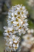 Prunus spinosa - Blackthorn or Sloe, April