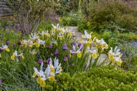 Iris hollandica 'Apollo' in The Barn Garden at Great Dixter in May