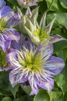 Clematis 'Crystal Fountain' in May