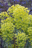 Euphorbia characias subsp wulfenii - spurge in May