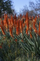 Aloe hybrid 'Eager Beaver'