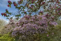 Rhododendrons at Borde Hill in April
