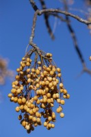 Melia azedarch, White Cedar, with bunches of yellow fruit. 