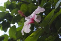 Hibiscus rosa-sinensis Chinese hibiscus