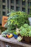 A collection of plastic hose fittings on an outdoor timber table with a collection of potted succulents 