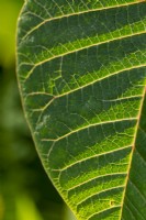 Euphorbia pulcherrima Poinsettia leaf