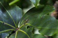 Polistes species Paper wasp