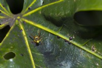 Polistes species Paper wasp 